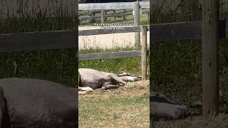 My one eyed pony is stuck UNDER a fence pony welshpony equestrian equestrianlife horse [upl. by Atinuj]