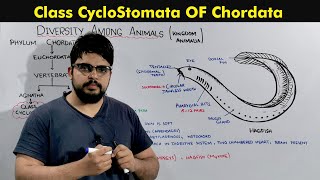 Phylum Chordata Class Cyclostomata [upl. by Aedrahs468]