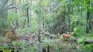 Maurepas Swamp WMA Trail Cam Videos AugSept [upl. by Darell220]