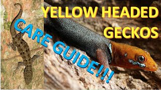 MICRO YELLOWHEADED GECKOS  Care Guide for YellowHeaded Geckos Gonotodes albogularis fuscus [upl. by Sirovart]