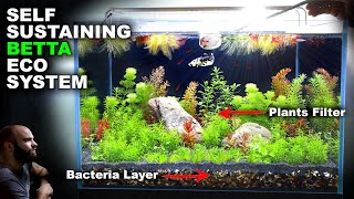 Self Sustaining Betta Fish Eco Tank NO WATER CHANGE minimal input [upl. by Havot55]