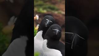 A brief introduction to the 😃Razorbill😭horts youtubeshorts animals [upl. by Nahta]