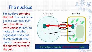 Cell Organelle Notes [upl. by Damali]