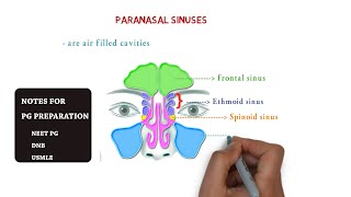 paranasal sinuses  maxillary  ethmoid sphenoid frontal  notes [upl. by Erik]