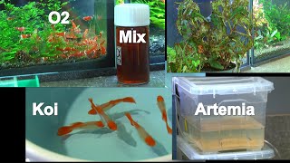 Artemia Zucht Grünes Projekt Caridina Sauerstoftest und bunter Mix aus der Aquaristik [upl. by Merrill]