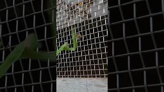 Close Call Japanese Honeybee Escapes Praying Mantis Attack [upl. by Yellhsa951]