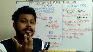 RNA Extraction and Purification Acid Guanidinium Thiocyanate Phenol Chloroform TRIzol extraction [upl. by Kenny]