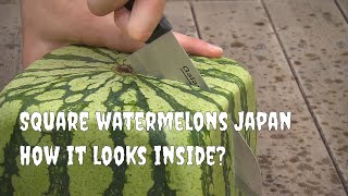 Square watermelons Japan How it looks inside English version [upl. by Pontius]