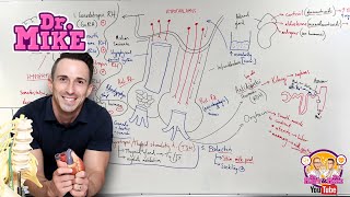 Hypothalamic Pituitary Hormones [upl. by Atinyl]