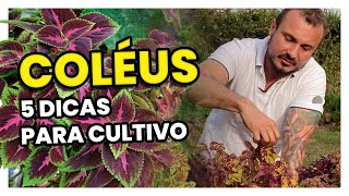 COLÉUS Coração Magoado 5 Dicas para o CULTIVO [upl. by Bunnie710]