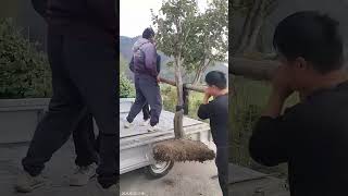 Landscape tree loading process onto a pickup truck for transplanting to another location [upl. by Asamot]