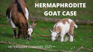 Large Animal Medicine A Case Of Hermaphroditism In A Goat [upl. by Imalda]