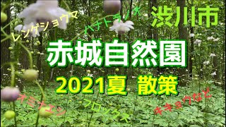 【赤城自然園 2021夏】4K 散策／夏の山野草（宿根草）など／Akagi Nature Park 2021summer／wild grasses [upl. by Yenattirb]