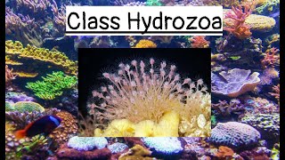 Class Hydrozoa [upl. by Nolitta]