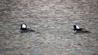 Hooded Mergansers 112424  pt 3 [upl. by Girardi483]