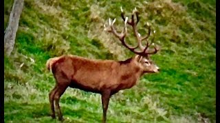 Hunting Red deer with 270 rifle 3 shots 3 kills in 30 secondes in New Zealand part 74 [upl. by Luella766]