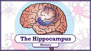 Memory and the Hippocampus [upl. by Schreibman782]