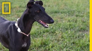 Spanish Greyhounds Finding Loving Homes for Mistreated Dogs  National Geographic [upl. by Iccir]