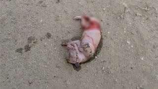 Just born the poor puppy lay on the dirt road crying loudly calling for its mother [upl. by Bathelda]