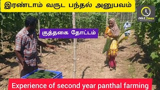 இரண்டாம் வருட பந்தல் அனுபவம் Experience of second year panthal farming [upl. by Wallack]