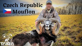 Hunting HUGE freerange Mouflon sheep in Czech Republic [upl. by Grindle]