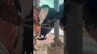 Enucleation in Cow youtube youtubeshorts viralvideo youtube [upl. by Sunil424]