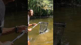 MASSIVE Topwater Bowfin fishing [upl. by Haldeman]