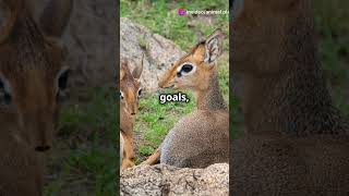 5 Mind Blowing Facts About Dik diks [upl. by Mosenthal]