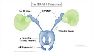 06  The DNA Pol III Holoenzyme [upl. by Cai]