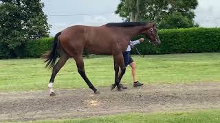 2024 Magic Millions March Yearling Sale  Lot 109  North Pacific x Sheza Shamardal  Filly [upl. by Andert]