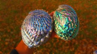 How To Polish Abalone Shells Like a Pro Contour and Level Polishing Paua Pink amp Midas Abalone [upl. by Ruprecht430]