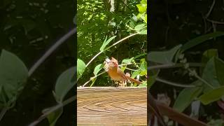 Mommy Cardinal Amber Followed By Parasitic Cowbird Chick cardinalbird cowbirdbirders birdinglife [upl. by Buell]