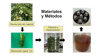 Efecto Microbicida del Mucílago de Pereskia aculeata M sobre microorganismos de Importancia [upl. by Marlen]