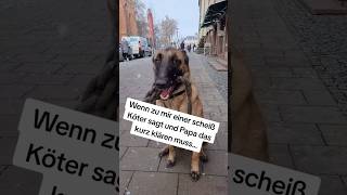 Wenn zu mir einer Scheiss Köter sagt shorts hund hunde [upl. by Jonathan]