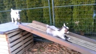 Goats Playing on Slides [upl. by Norraa]