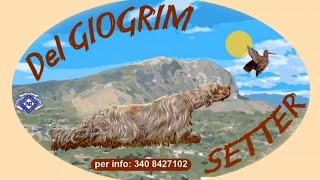 Caccia alla Beccaccia con i setter del GioGrim stagione 20222023 [upl. by Treiber746]