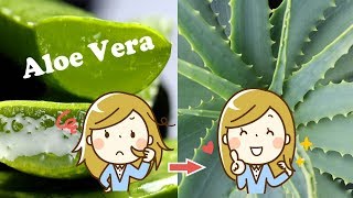 Propiedades del Aloe Vera  Prepara un Gel de Aloe Vera Casero 💚 [upl. by Ateinotna]