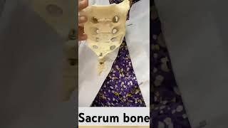 sacrum bone anatomy sacrum bone pain sacrum bone osteology sacrum [upl. by Adnerb]