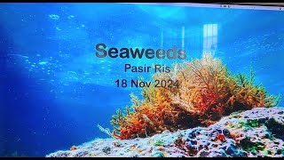 20241118 Seaweeds [upl. by Khajeh]