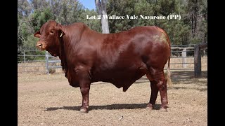 LOT 2 WALLACE VALE NAVARONE PP [upl. by Halla]