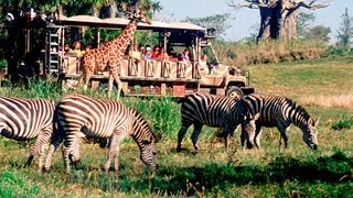 Kilimanjaro Safari Disneys Animal Kingdom Disney World HD Gorgeous Pandavision [upl. by Ortrude221]