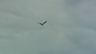 A hawk dived into the water from the sky and caught a fish [upl. by Hokanson]