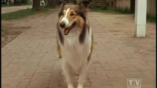 Lassie amp Cory Season 13 Eps8 Lassie The Voyager Prt 3 [upl. by Ayekat878]