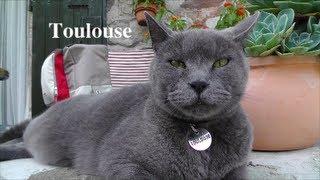 Toulouse ╭₍₌₎╭╯ The big Boss of all cats »« Der große Boss aller Katzen [upl. by Jimmie]