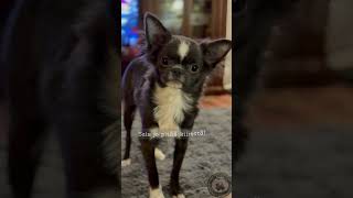 Missä JOULU 🎄💫☃️ chihuahuababy puppy chihuahuastyle chihuahuaworld chihuahuapuppy chihuahua [upl. by Naret]