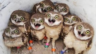 Funny Owls And Cute Owl Videos Compilation 2016 [upl. by Evalyn516]