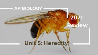 AP Biology Unit 5 Review 2020 [upl. by Gavrah]