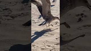 AweInspiring Birds  Majestic Seagulls in CloseUp 🕊️✨  shorts relaxation beautiful [upl. by Torrence105]