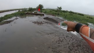 O valão transbordou devido muita chuvas na minha região e os peixes foram para nos pastos [upl. by Adlaremse315]