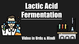 Lactic Acid Fermentation  Urdu  Hindi [upl. by Nomael]